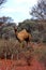 Lone Camel in the Australian desert