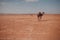 Lone Camel in the Desert Sahara. Sand and sun.