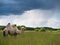 Lone camel standing in a field and eating grass on a background of forest and sky