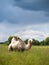 Lone camel standing in a field and eating grass on a background of forest and sky