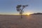 Lone camel thorn tree in the desert at sunrise