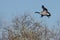 Lone Canada Goose Coming In For Landing in the Wetlands