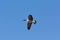 Lone Canada Goose flying through a blue sky