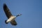 Lone Canada Goose Flying in a Blue Sky