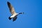Lone Canada Goose Flying in a Blue Sky