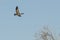 Lone Canada Goose Flying Over the Wetlands