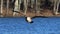 A lone Canada Goose Flying in to Land on a Blue Lake  in Winter