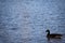 Lone Canada Goose on the lake