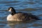 A lone Canada Goose, water bird, swimming in river.