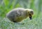 Lone canada gosling