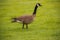 A lone Canadian Goose in Laguna Niguel Regional Park