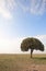 Lone Candelabra tree in the Mara, Kenya