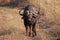Lone Cape Buffalo