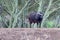 Lone Cape Buffalo [syncerus caffer] bull in South Africa - green background