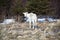 Lone Caribou in Gros Morne Park