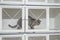 A lone cat sits in cage of shelter or veterinarian for treatment for rabies and fleas