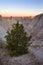 A Lone Ceder Tree at Badlands National Park in South Dakota
