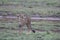 Lone Cheetah in the Sarengeti, Tanazania