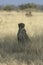 Lone Cheetah sitting in grass