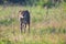 Lone Cheetah stalking its prey through long grass of a veldt