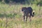 Lone Cheetah stalking its prey through long grass of a veldt