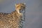 Lone cheetah walking across road at dusk