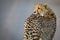 Lone cheetah walking across road at dusk