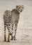 Lone cheetah walking across a road at dusk looking for prey