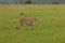 Lone cheetah walking on the savannah