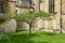 Lone Chestnut Tree in New Court, Trinity College