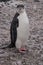 Lone Chinstrap Penguin in Antarctica