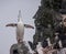 Lone Chinstrap Penguin in Antarctica