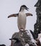 Lone Chinstrap Penguin in Antarctica