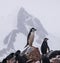 Lone Chinstrap Penguin in Antarctica