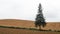 Lone Christmas Tree in Biei, Hokkaido, Japan.