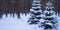 A lone Christmas tree stands amidst the tranquil expanse of a snowy forest