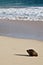 Lone Coconut on the Beach