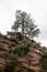 Lone cold tree at Zions national park