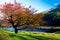 Lone colorful tree in autum colors at peak distric