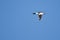 Lone Common Merganser Flying in Blue Sky