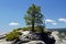 Lone Conifer, Taft Point, Yosemite, California, USA