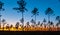 Lone conifer trees against a red sunset, Florida