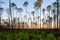 Lone conifer trees against a red sunset, Florida