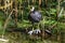 Lone coot standing amongst reeds