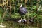 Lone coot standing amongst reeds