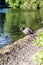 Lone coot standing on the edge of a lake