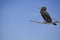 Lone Cormorant on a Branch