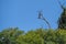 Lone cormorant on the branches of a dry tree