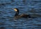 A lone Cormorant, sea bird, swimming in river.