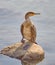 A lone cormorant sits on a rock